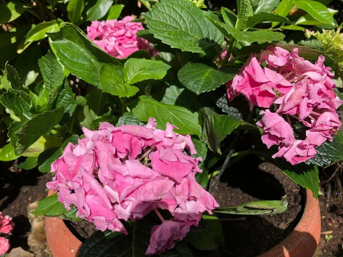 Apartment Garden Malinska